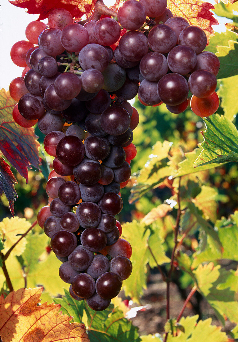 Grapes 'Red Flame' (Vitis vinifera)