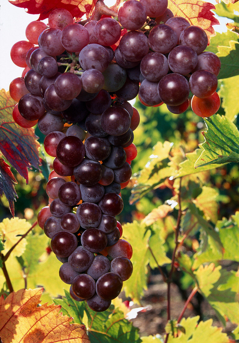 Weintrauben 'Red Flame' (Vitis vinifera)