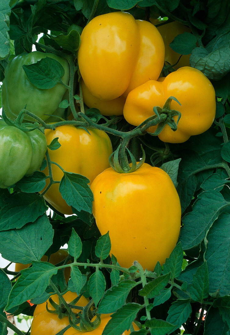Pepper-shaped tomato 'Yellow Stuffer' (Lycopersicon) good for filling