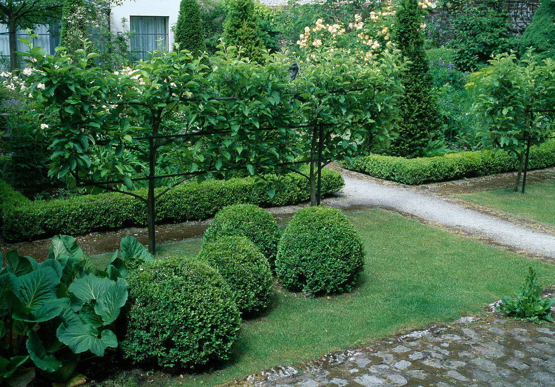 Buxus (book ball), Pyrus (pear on the trellis)