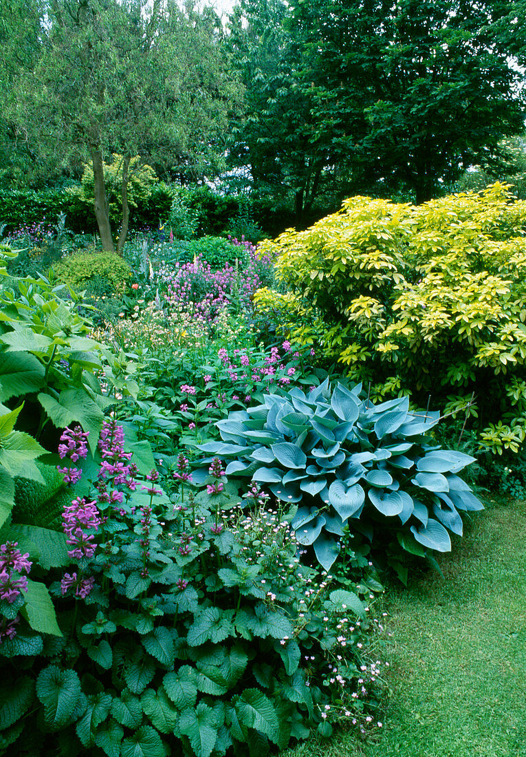 Buntes Beet mit Choisya ternata 'Sundance' (mexikanische Orangenblume), Hosta 'Halcyon' (Funkie), Stachys grandiflora 'Superba' (Ziest)