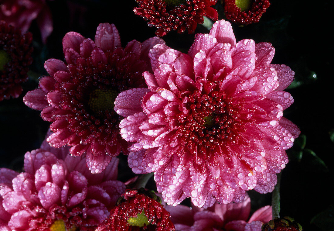 Autumn Chrysanthemum (Dendranthema Hybr.) 'Pinky Rose'