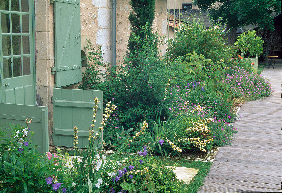 Blue-violet bed with Sisyrinchium (rush lily), Campanula (bellflower), Hydrangea quercifolia (oak-leaved hydrangea), Geranium (cranesbill), path made of boards