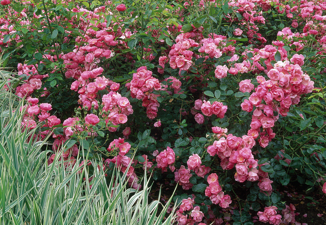 Rosa 'Angela' Strauchrose, öfterblühend, schwach duftend, reich und lange blühend, robust