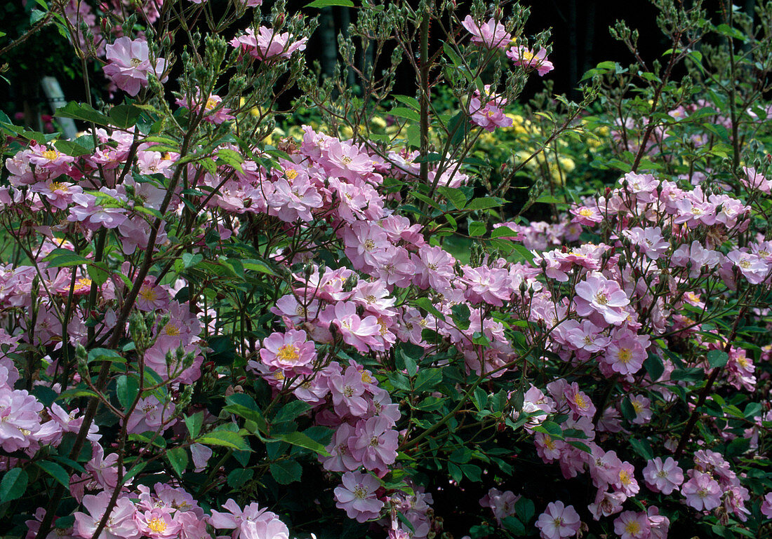 Rosa 'Lavender Dream' Bodendeckerrose, öfterblühend, leicht duftend