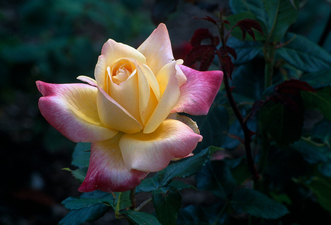 Rosa 'Speelwark', double flowering, strong fragrance