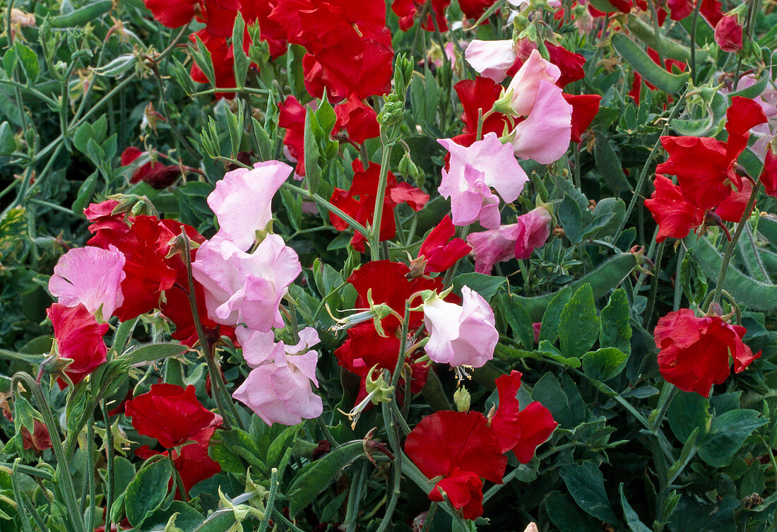 Lathyrus odoratus 'Explorer mix' (Duftwicke)