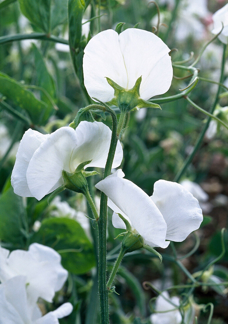 Lathyrus odoratus spencer 'White ensign' / Duftwicke