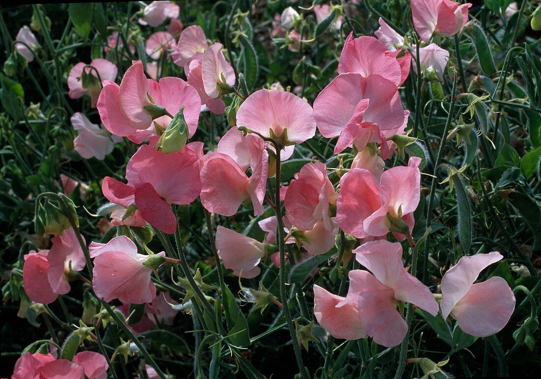 Lathyrus odoratus mammouth 'Salmon' / Duftwicke