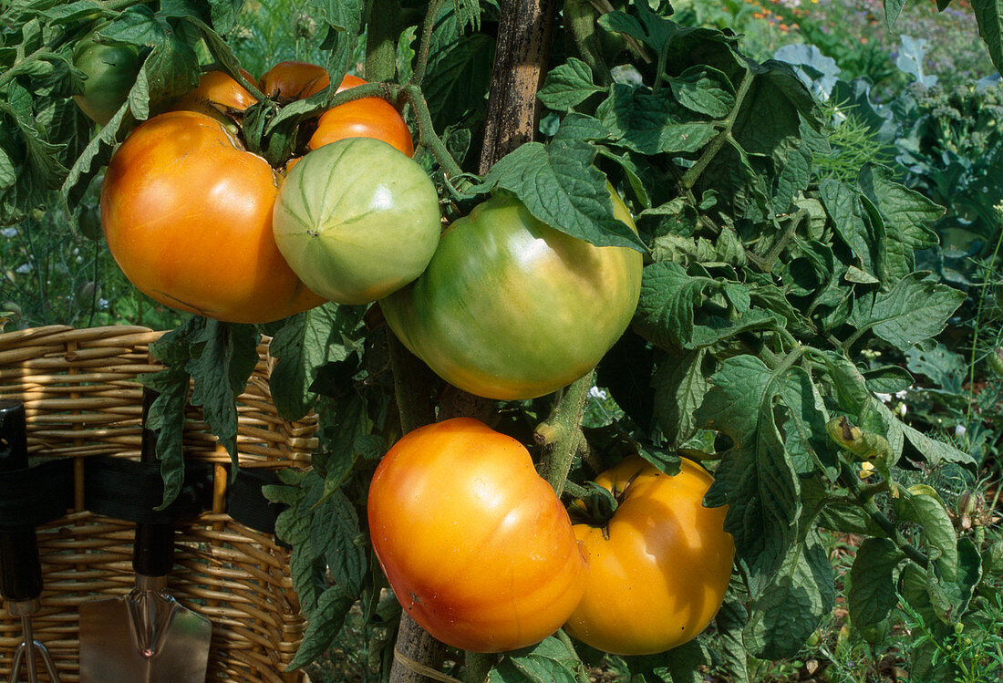 Tomato 'Pineapple' (Lycopersicon) in a bed