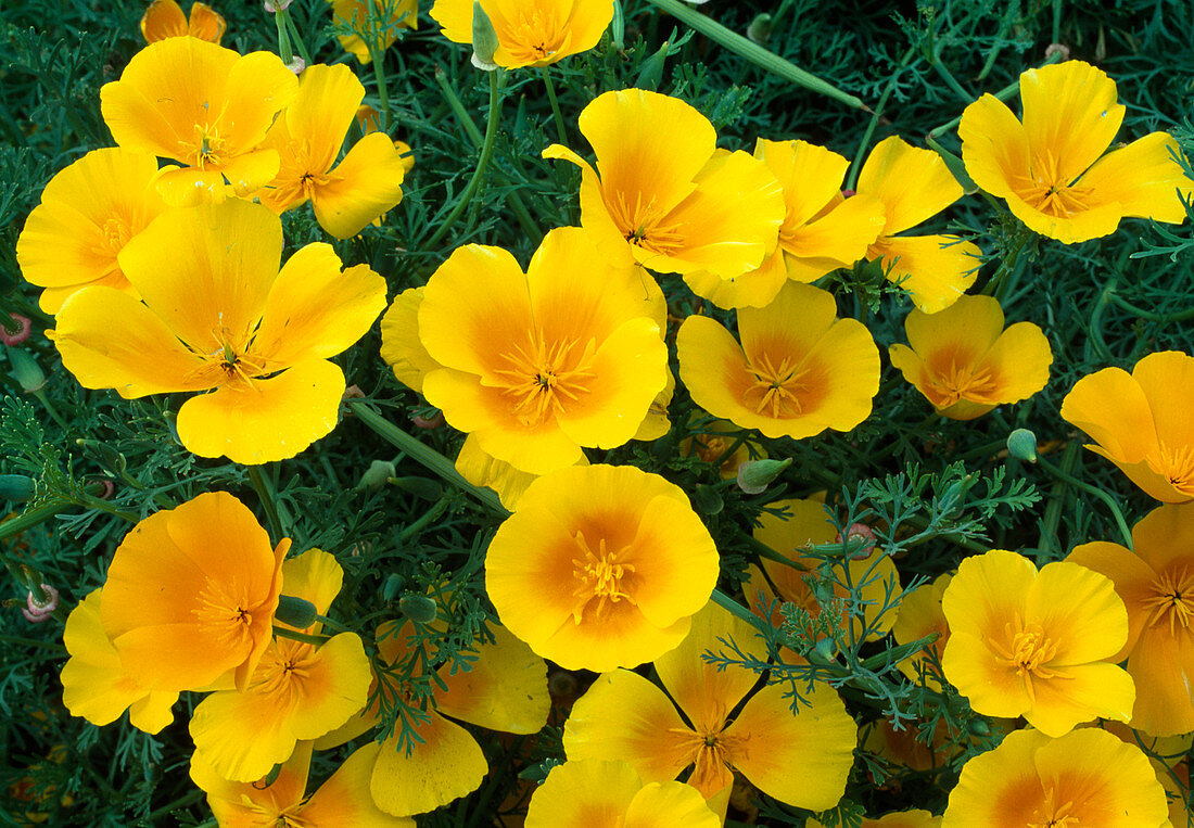 Eschscholzia californica (Yellow) - Californian gold poppy, dormouse