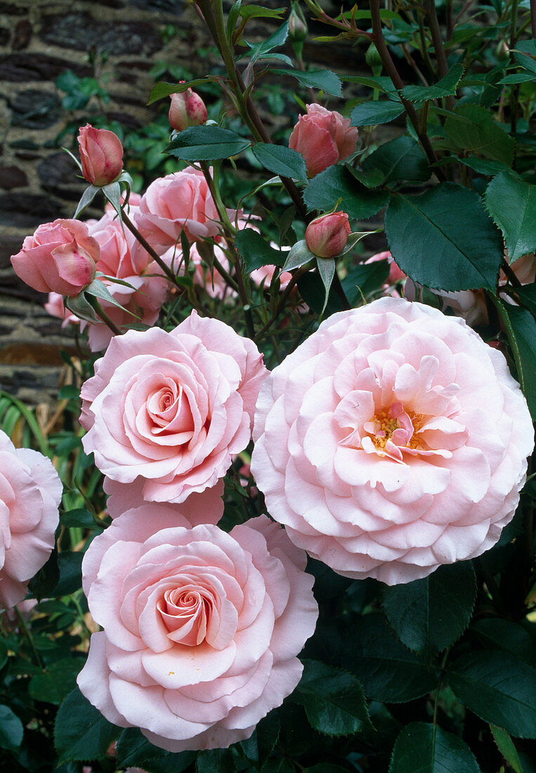 Rosa 'Sexy Rexy' syn. 'Heckenzauber' Floribunda, öfterblühend, zarten Duft