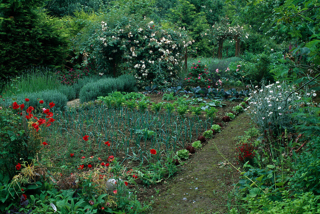 Gemüsegarten mit Rosa (Rosen), Salat (Lactuca), Porree, Lauch (Allium porrum), Lavendel (Lavandula), Sellerie (Apium) und Rotkohl (Brassica)