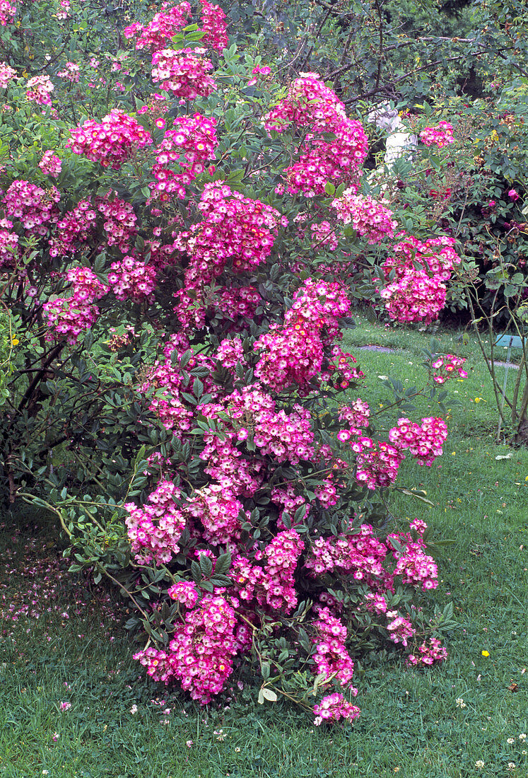 Rosa moschata 'Mozart' (Modern shrub rose), repeat flowering, light fragrance, up to 1, 50 cm tall and wide