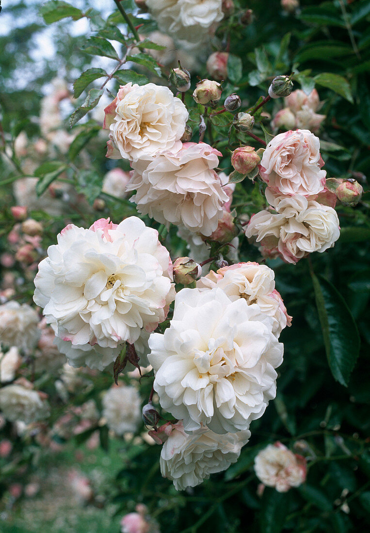 Rosa 'White Dorothy', syn. 'White Dorothy Perkins' Kletterrose, Ramblerrose, etwas nachblühend, schwacher Duft