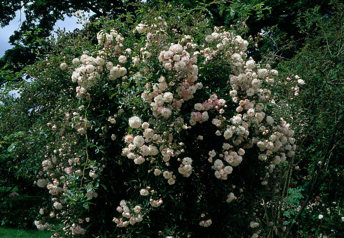 Rosa 'White Dorothy', syn 'White Dorothy Perkins' Climbing rose, rambler rose, somewhat late-blooming, weak fragrance