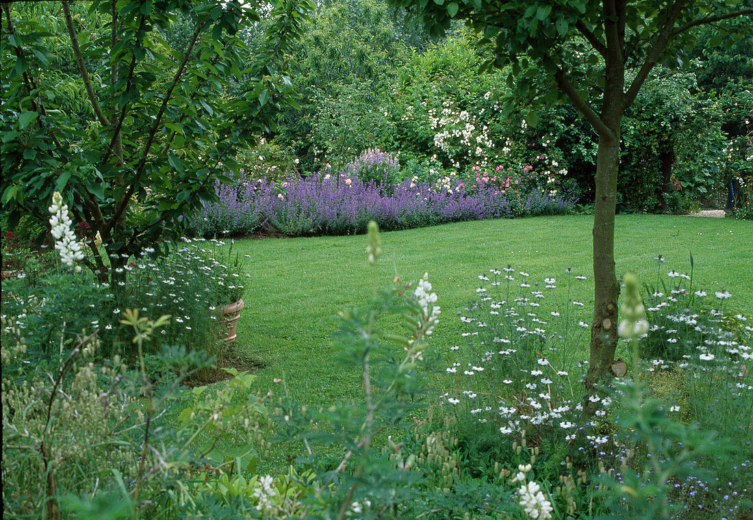 Garden in summer with Nigella damascena (black cumin), Nepeta (catmint), Rosa (roses)