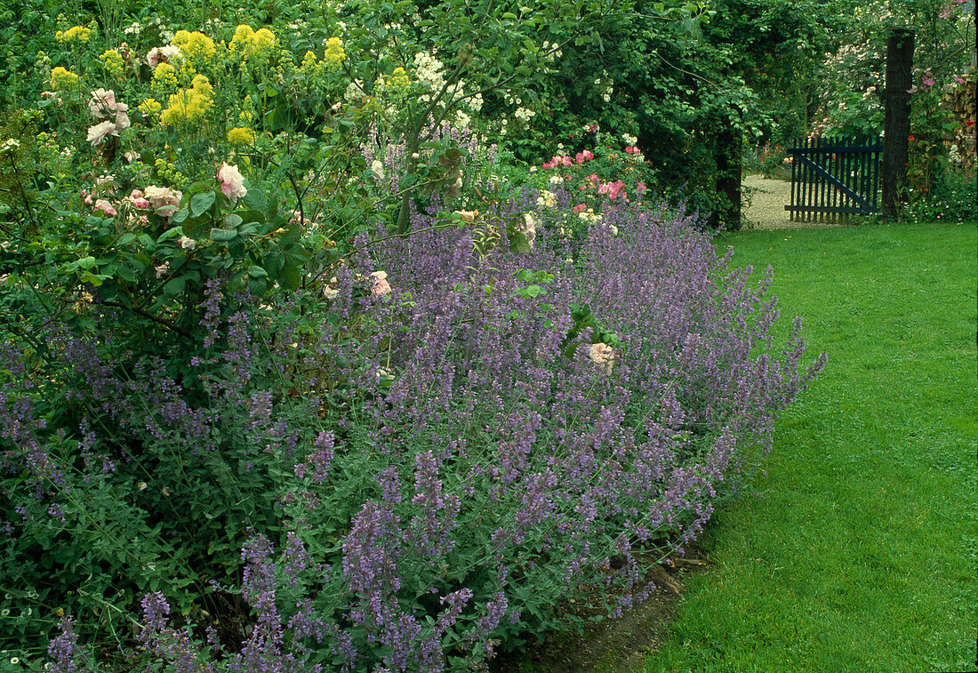 Flowerbed with Nepeta (catmint), roses