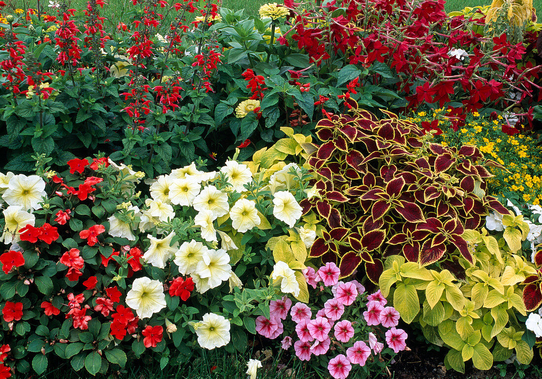 Buntes Beet mit Einjährigen: Solenostemon (Buntnessel), Petunia (Petunie), Impatiens (Fleißiges Lieschen), Nicotiana (Ziertabak), Verbena (Eisenkraut) und Salvia (Ziersalbei)