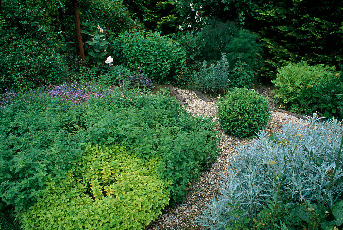 Herb garden with Origanum vulgare (oregano), Artemisia ludoviciana 'Silver Queen' (silver rue), Tanacetum (motherwort), Foeniculum (fennel), Mentha (mint), Buxus (boxwood) - ball as centre, paths with gravel