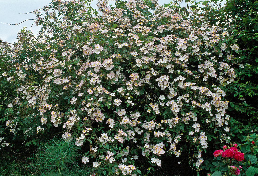 Rosa moschata-Hybr.'Francis E. Lester' (Ramblerrose) mit kleinen, ungefüllten Blüten, einmalblühend, schwach duftend