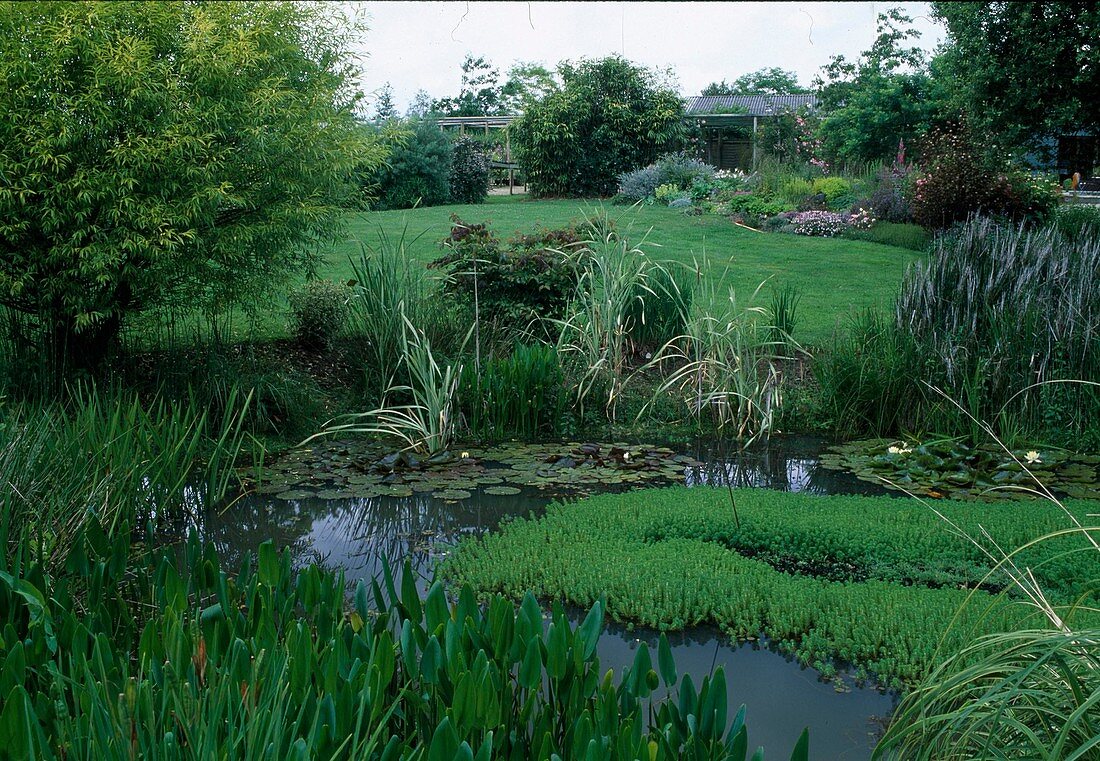 Hechtkraut (Pontederia lanceolata), Tausendblatt (Myriophyllum aquaticum), Silberweide (Salix alba) 'Aurea'