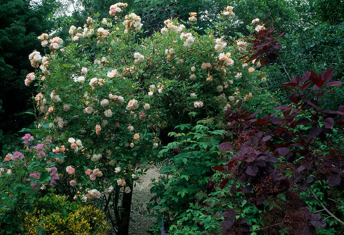 Kletterrose (Rosa) 'Ghislaine de Feligonde', Ramblerrose, öfterblühend, duftend, im Vordergrund: Cotinus coggygria (Perückenstrauch)