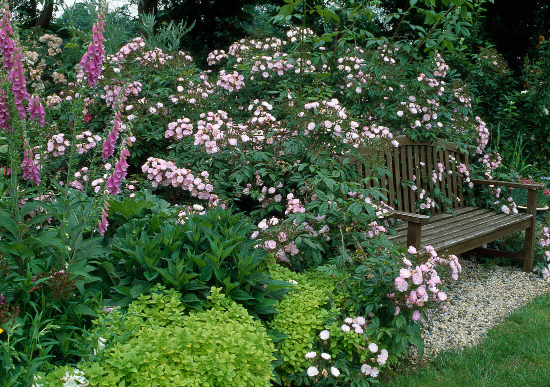 Rosa 'Dentelle de Malines' (climbing rose, rambler rose), single flowering, light fragrance, digitalis (foxglove), golden oregano (Origanum aureum), wooden bench on gravel