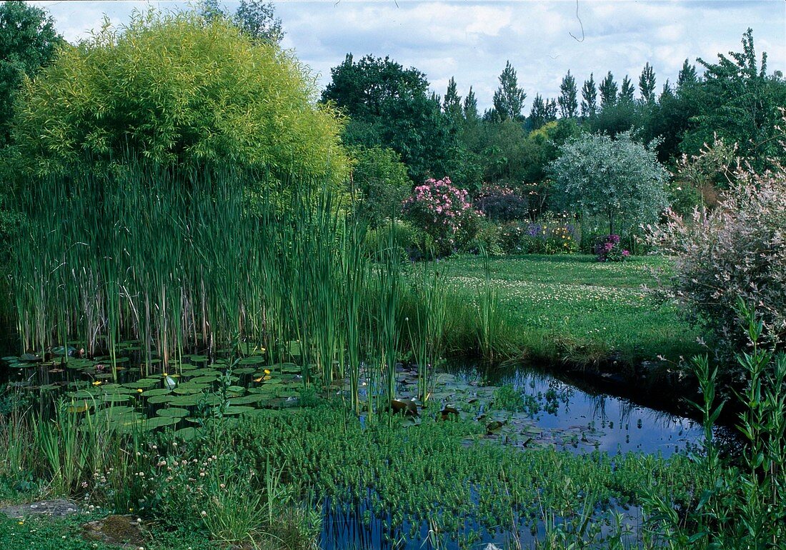 Typha angustifolia (Cattail), Myriophyllum (Centaury), Nymphaea (Water Lilies), Salix alba 'Aurea' (Silver Willow), Salix 'Hakuro Nishiki' (Harlequin Willow)