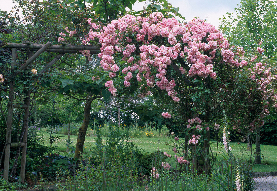 Rosa 'Tea Rambler' - climbing rose, rambler rose, single flowering, good fragrance