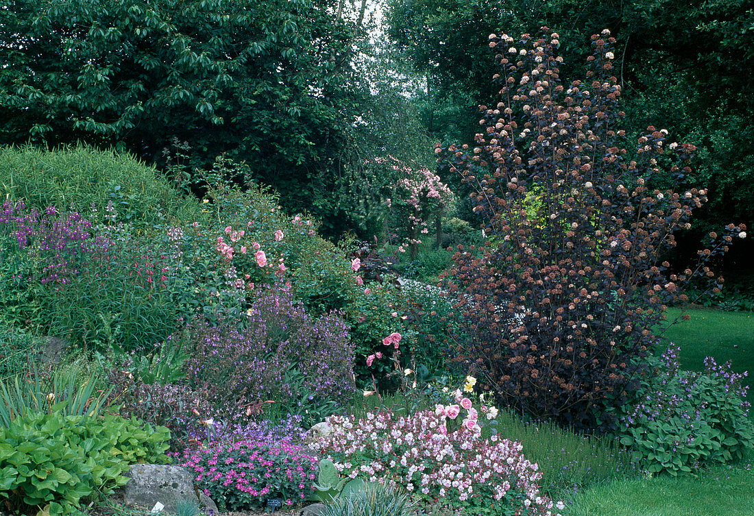 Physocarpus opulifolius 'Diabolo' (Bladderwort), Geranium 'Biokovo' (Cranesbill), Salvia officinalis (Sage), Rosa (Ground cover rose)