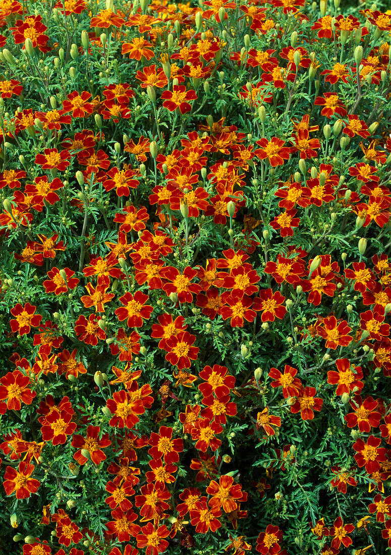 Tagetes tenuifolia 'Red Carpet (marigold)