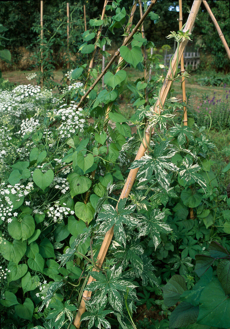 Humulus japonicus 'Variegatus' (white hops), Ipomoea tricolor (showy bindweed), Ammi visnaga (cartilage carrot)