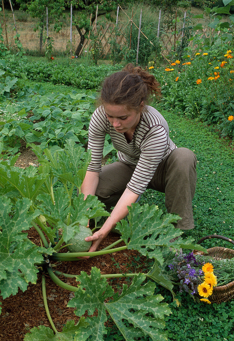 Woman harvesting round courgettes (rondini, Cucurbita pepo), in the back bed with beans (Phaseolus), path with clover instead of grass