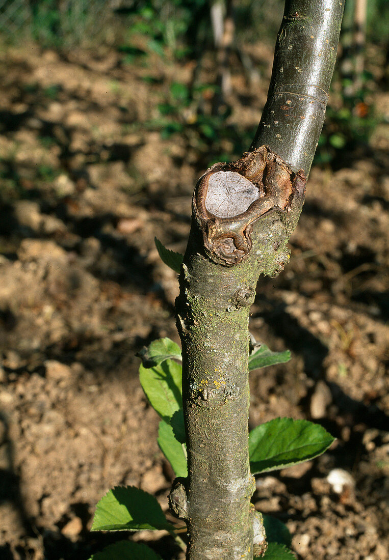 Schnittfläche am Obstbaum wird von Schutzgewebe überwallt