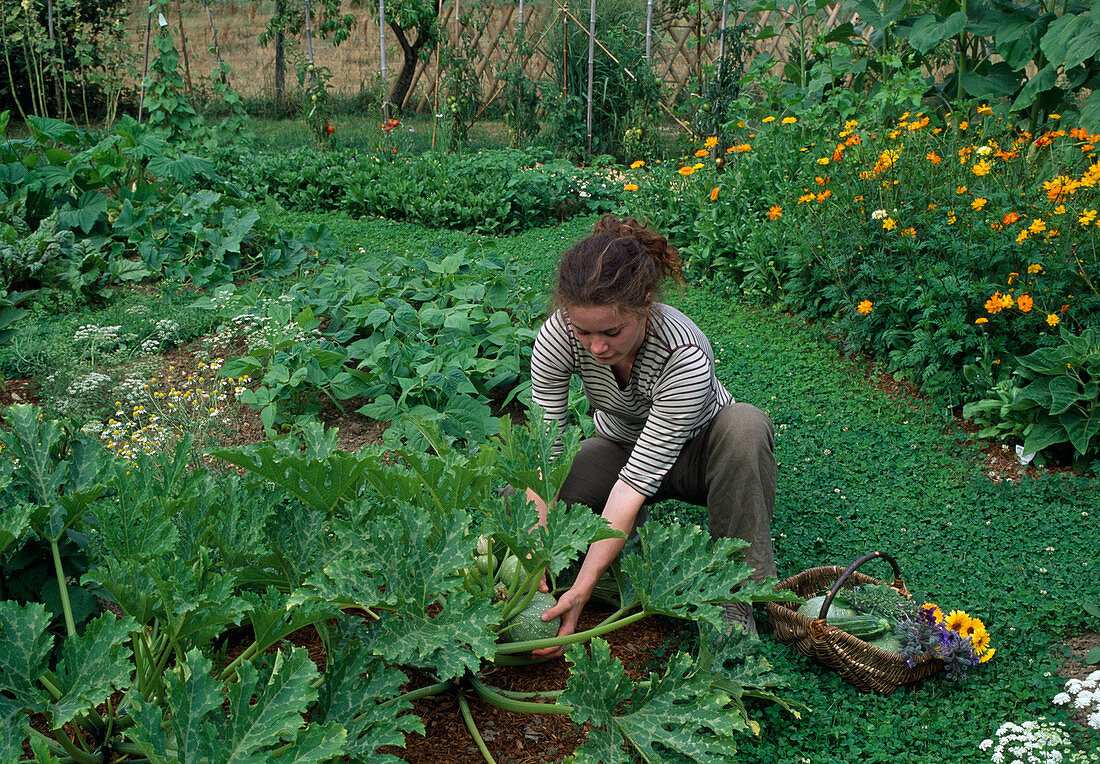 Woman harvesting round courgettes (rondini (Cucurbita pepo), back bed with beans (Phaseolus), path with clover instead of lawn)