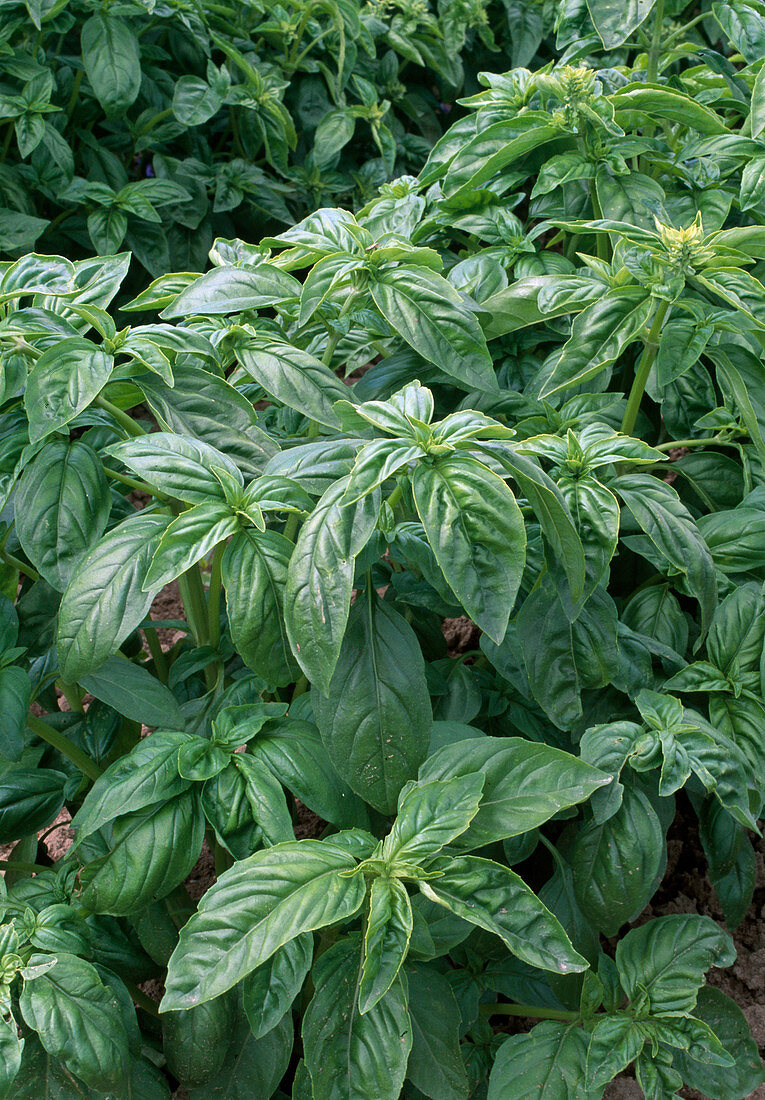 Basil 'Big Green Genoveser' (Ocimum basilicum)