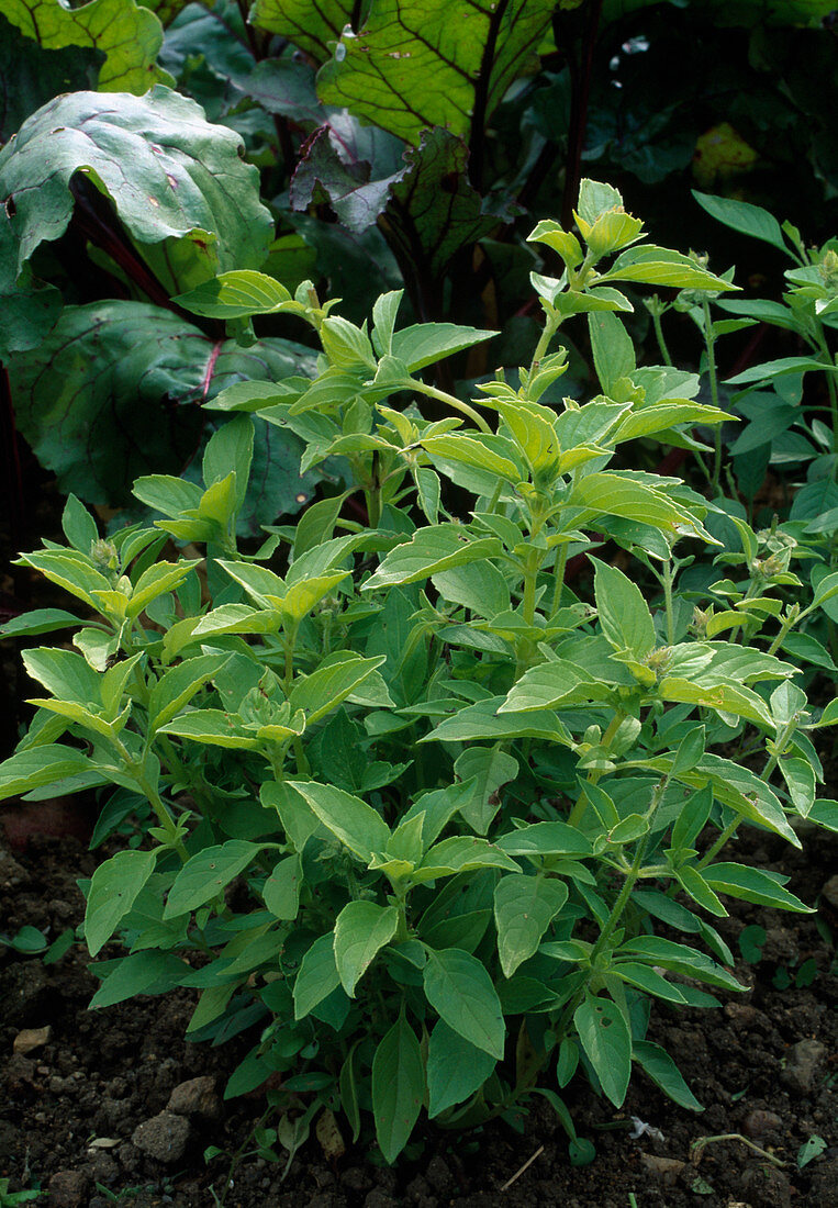 Lemon basil 'Lemon' (Ocimum basilicum)