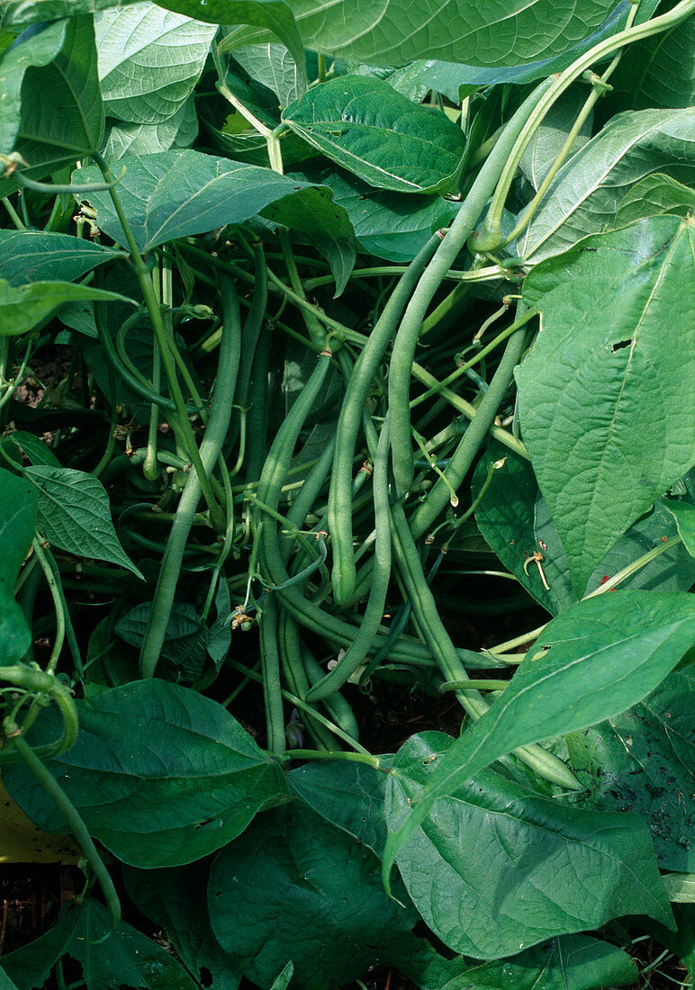 Phaseolus vulgaris 'Caruso' (Bush beans)