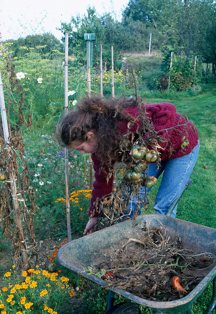 Tomatoes with late blight 1st step: Remove from bed to burn (1/3)