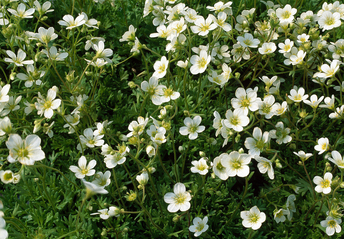 Saxifraga x arendsii (Saxifrage)