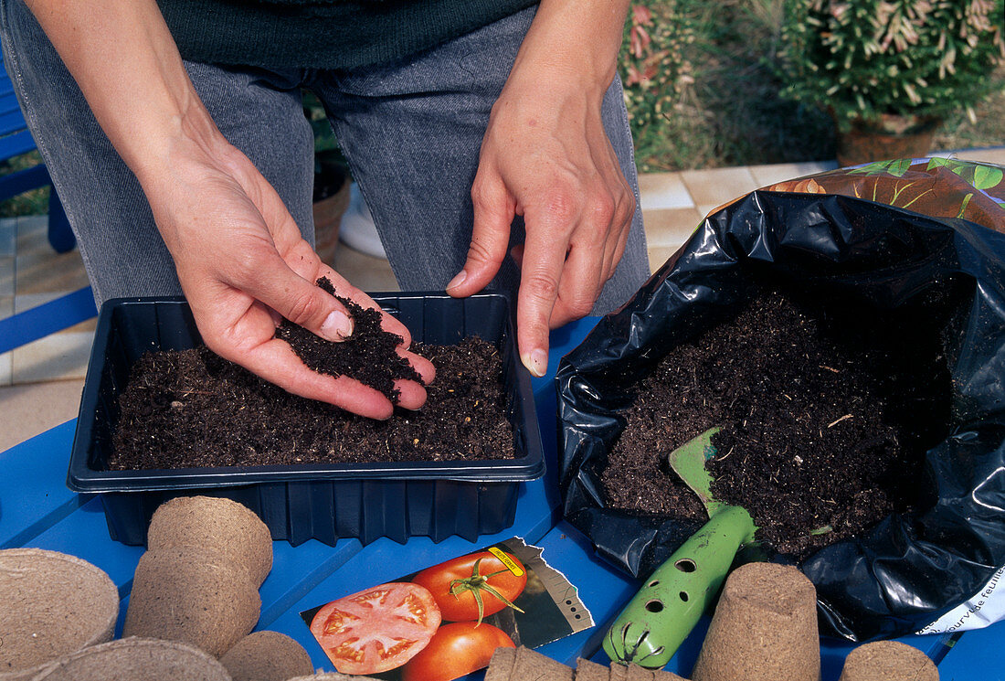 Tomato sowing Cover seed evenly and thinly with soil (3/7)