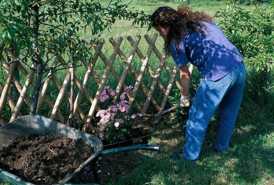 Rosa 'Candy Rose' (shrub rose with more flowers) plant soil fill (4/8)