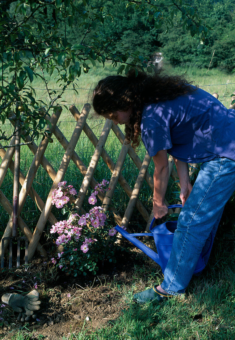 Plant Rosa 'Candy Rose' (repeat-flowering shrub rose) Water the rose (6/8)