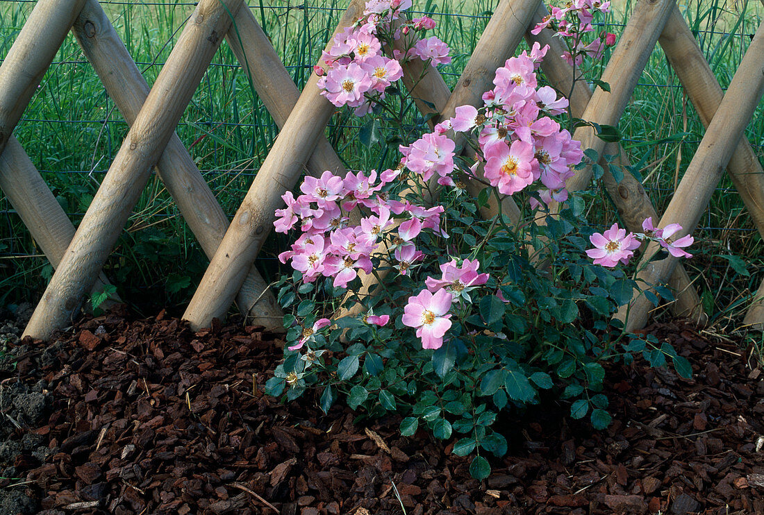 Rosa 'Candy Rose' (Shrub Rose repeat-flowering) planting Finished rose (8/8)