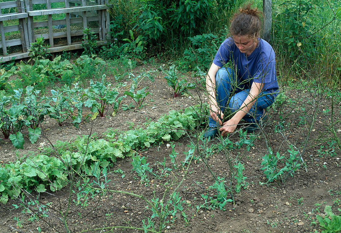 Branches stuck into the ground as a climbing aid for Pisum macrocarpon sweet pea