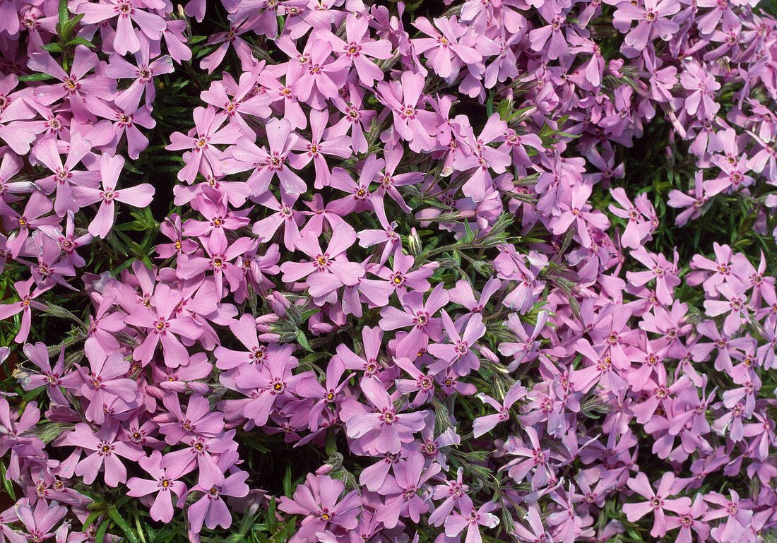 Phlox subulata 'Daisy Hill' (Phlox) immergrün, polsterbildend