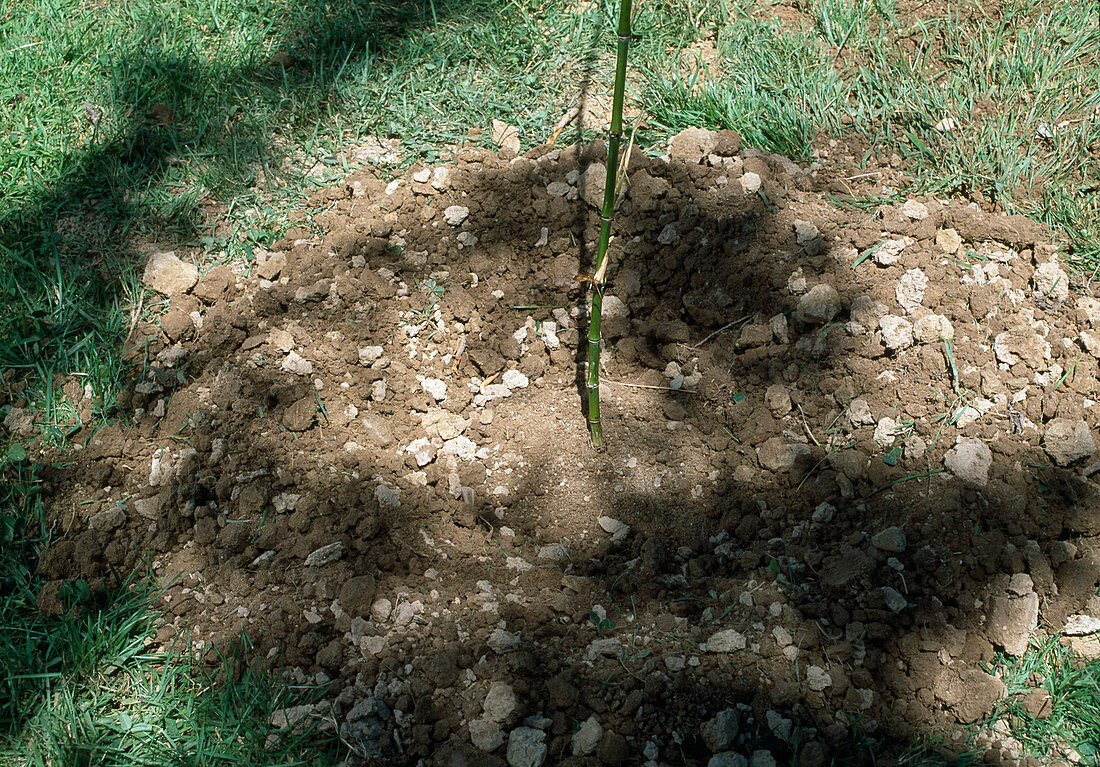 Bambus mit Rhizomsperre pflanzen Bambuspflanze mit Rhizomsperre (5/5)