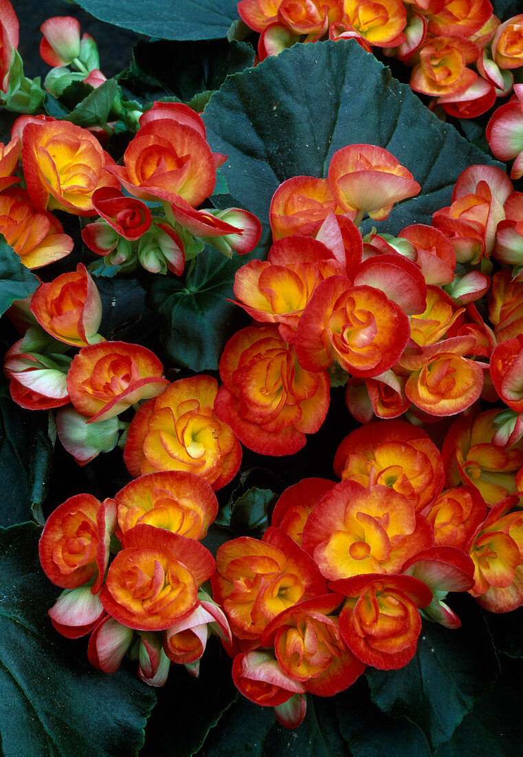 Begonia Illona 'Carneval' (Begonia)