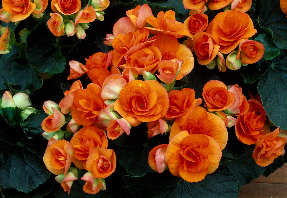 Begonia elatior Illona 'Batik' (Begonia)